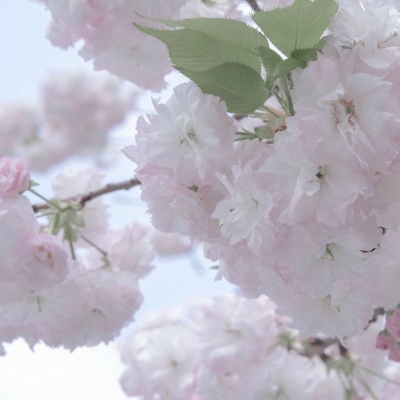 衡阳福瑞交流群